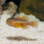 Clown Goby, Citrinis (click for more detail)