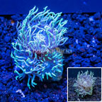 Ausralia Cultured Ultra Duncan Coral (click for more detail)