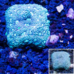 Australia Cultured War Coral  (click for more detail)
