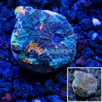 LiveAquaria® Cultured Ultra Acan Echinata Coral (click for more detail)