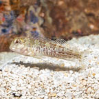 Molly Miller Blenny  (click for more detail)