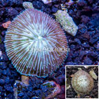 Short Tentacle Plate Coral Australia (click for more detail)