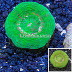 Scolymia Coral Australia (click for more detail)