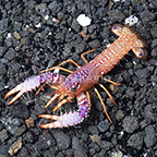 Daum's Reef Lobster (click for more detail)