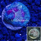 LiveAquaria® Cultured Ultra Chalice Coral (click for more detail)