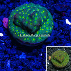 USA Cultured Leptastrea Coral (click for more detail)