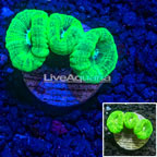 LiveAquaria® Cultured Neon Green Caulastrea Coral (click for more detail)