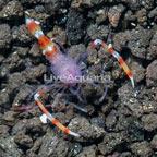 Coral Banded Shrimp, Blue (click for more detail)