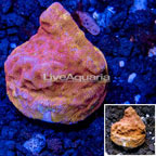 LiveAquaria® Cultured Encrusting Montipora Coral  (click for more detail)