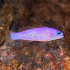 Purple Dottyback (click for more detail)