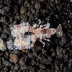 Harlequin Shrimp, Male (click for more detail)