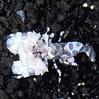 Harlequin Shrimp (click for more detail)