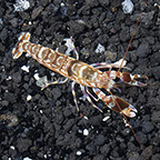 Tiger Snapping Shrimp (click for more detail)