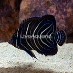 Koran Angelfish [Blemish] (click for more detail)
