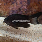 Speckled Damselfish (click for more detail)