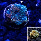 USA Cultured Acan Echinata Coral (click for more detail)