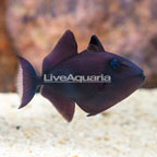 Niger Triggerfish  (click for more detail)