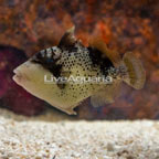 Yellowmargin Triggerfish (click for more detail)