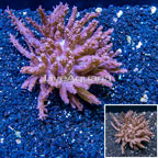 Tree Coral Indonesia (click for more detail)