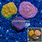 LiveAquaria® Three Pack Cultured Ultra Chalice Coral (click for more detail)
