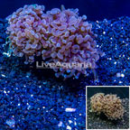 LiveAquaria® Cultured Hammer Coral (click for more detail)