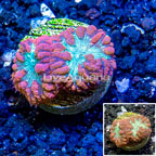 LiveAquaria® Cultured Blastomussa Coral (click for more detail)