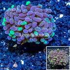LiveAquaria® Cultured Hammer Coral (click for more detail)