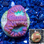 LiveAquaria® Cultured Blastomussa Coral (click for more detail)