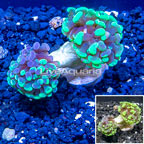 LiveAquaria® Cultured Hammer Coral (click for more detail)
