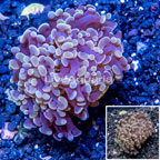 LiveAquaria® Cultured Hammer Coral (click for more detail)
