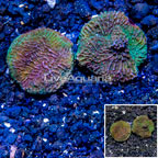 LiveAquaria® Two Pack Cultured Montipora Coral (click for more detail)