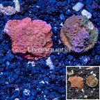 LiveAquaria® Two Pack Cultured Montipora Coral (click for more detail)