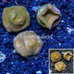 LiveAquaria® Three Pack Cultured Montipora Coral (click for more detail)