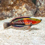 Katherine's Fairy Wrasse (click for more detail)