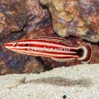 Redstripe Hogfish (click for more detail)