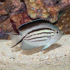 Lamarck Angelfish (click for more detail)