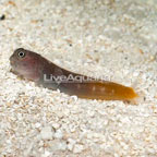 Bicolor Blenny (click for more detail)