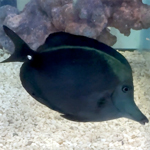 Black Longnose Tang  (click for more detail)