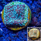 LiveAquaria® Cultured Montipora Coral (click for more detail)