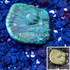 LiveAquaria® Cultured Ultra Chalice Coral (click for more detail)