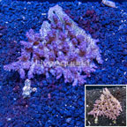 Acropora Coral Australia (click for more detail)