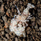 Harlequin Shrimp (click for more detail)