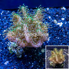 Devil's Hand Leather Coral Indonesia (click for more detail)