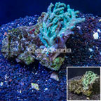Sinularia Leather Coral Vietnam (click for more detail)