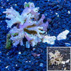 Sinularia Leather Coral Vietnam (click for more detail)