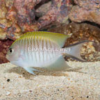 Zebra Spotbreast Angelfish (click for more detail)