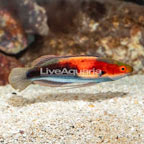 Katherine's Fairy Wrasse (click for more detail)