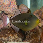Pinktail Triggerfish [Blemish] (click for more detail)