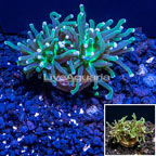 LiveAquaria® Cultured Torch Coral (click for more detail)