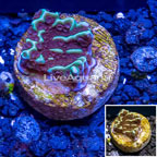 LiveAquaria® Purple Rim Danae Montipora Coral (click for more detail)